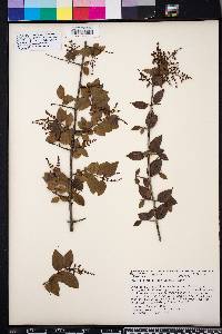 Sageretia minutiflora image