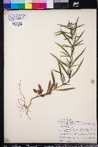 Lysimachia lanceolata image