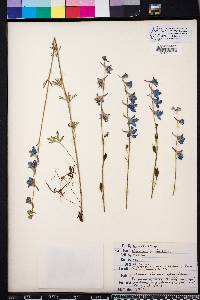 Delphinium carolinianum image