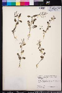 Cardamine longii image