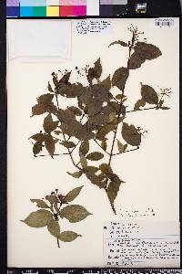 Cornus asperifolia image