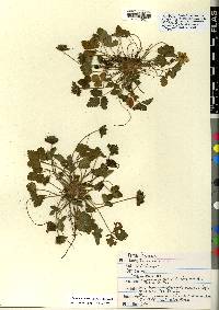 Potentilla indica image