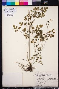 Thalictrum amphibolum image