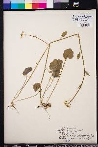 Cardamine bulbosa image