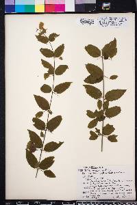 Sageretia minutiflora image