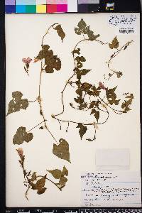 Ipomoea cordatotriloba image