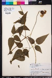 Clematis crispa image