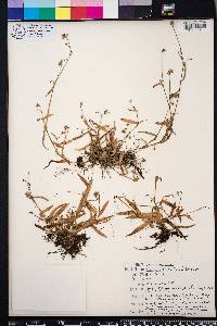 Murdannia nudiflora image