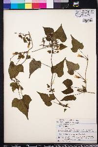 Ipomoea lacunosa image