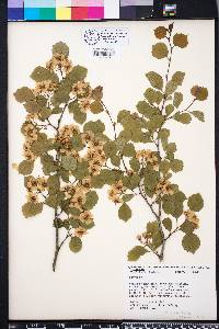 Crataegus flava image