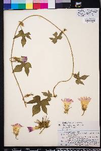 Ipomoea hederacea image