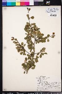 Crataegus flava image