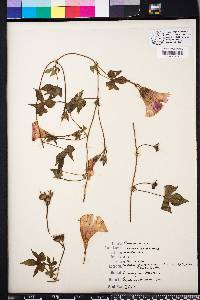 Ipomoea cordatotriloba image