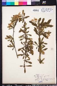 Crataegus spathulata image