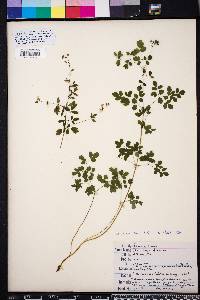 Thalictrum amphibolum image