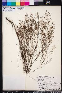 Lechea sessiliflora image