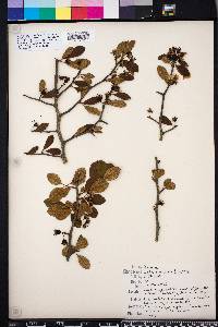 Crataegus aestivalis image