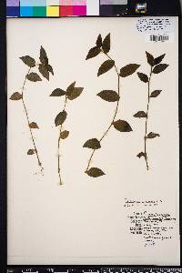 Tradescantia fluminensis image