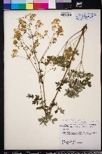 Thalictrum macrostylum image