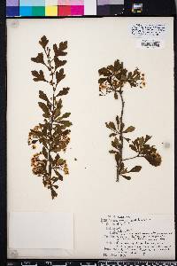 Crataegus spathulata image