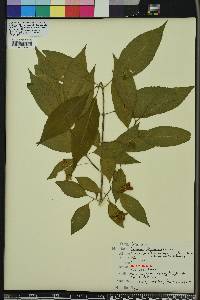 Euonymus atropurpureus image