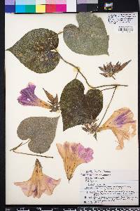 Ipomoea purpurea image