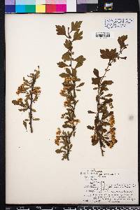 Crataegus spathulata image