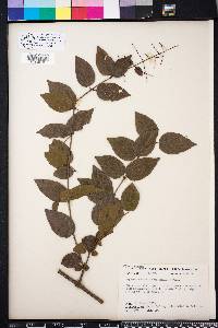 Sageretia minutiflora image