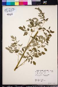 Thalictrum polygamum image