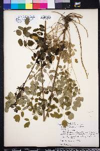 Thalictrum pubescens image