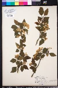 Crataegus viridis image
