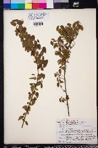 Berchemia scandens image