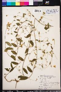 Stylisma humistrata image