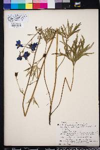 Delphinium alabamicum image