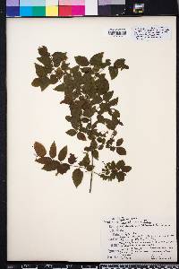 Sageretia minutiflora image