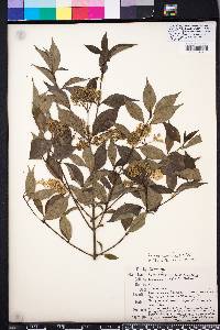 Cornus asperifolia image