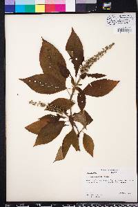 Clethra acuminata image