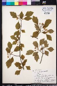 Crataegus pulcherrima image