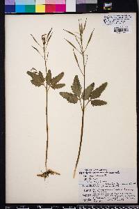 Cardamine angustata image