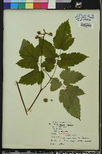 Actaea pachypoda image