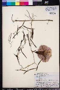 Ipomoea sagittata image