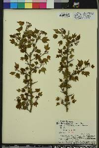 Crataegus phaenopyrum image