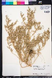 Atriplex pentandra image