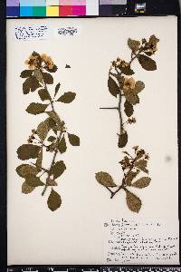 Crataegus aestivalis image