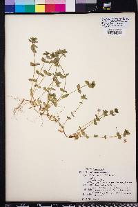 Lysimachia arvensis image