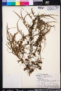 Cuscuta compacta image