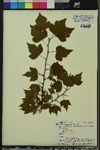 Crataegus phaenopyrum image