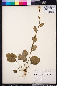 Cardamine bulbosa image