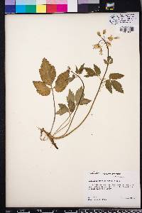 Cardamine diphylla image