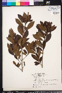 Clethra alnifolia image